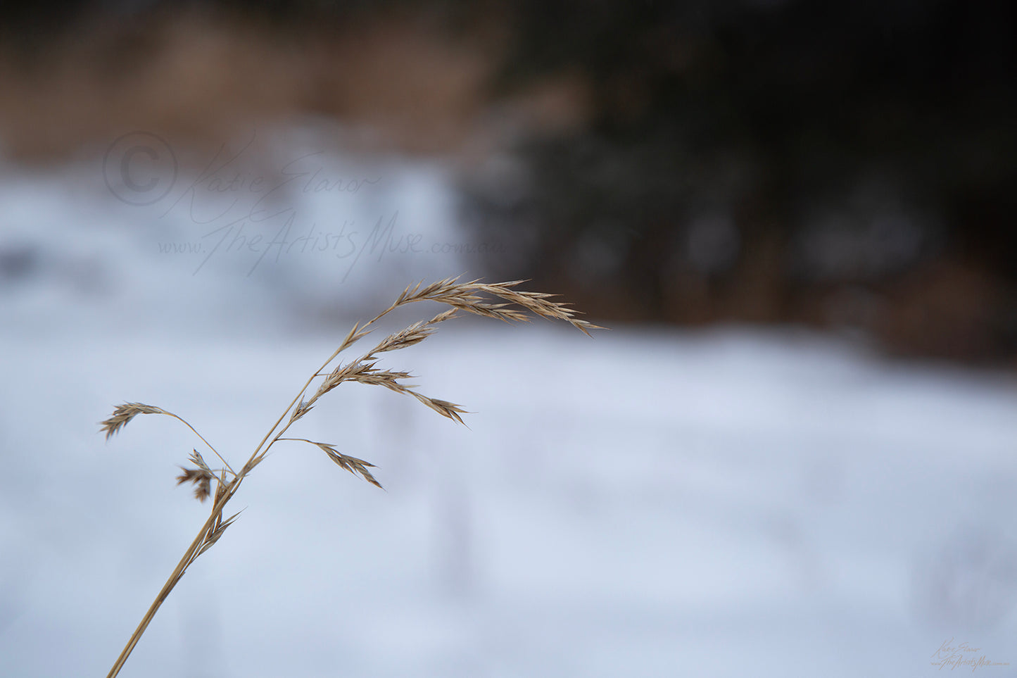 Fleeting (0481) Canvas Prints