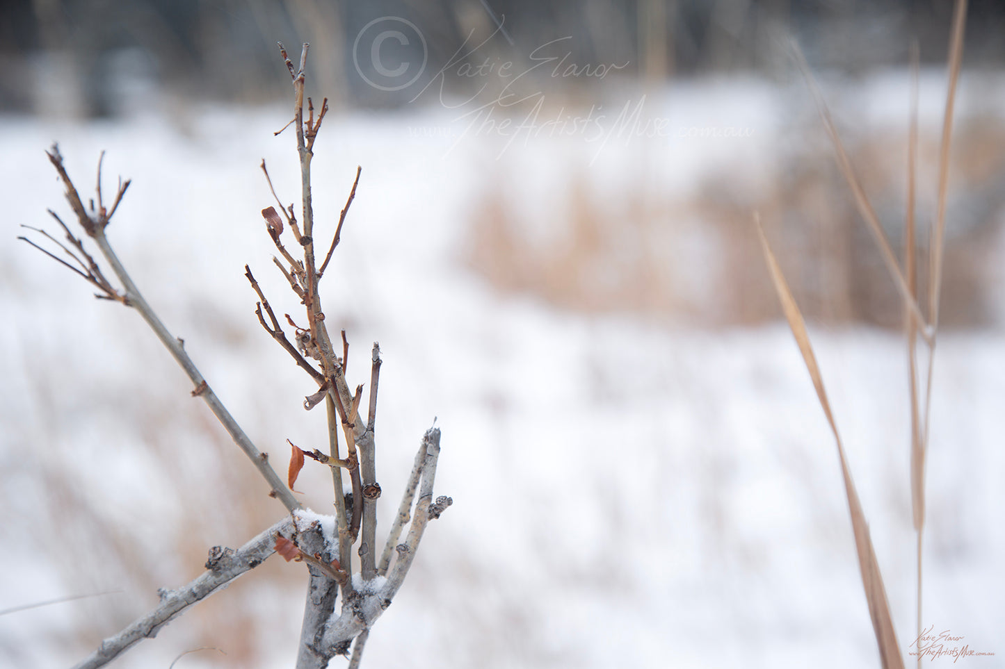 Details in the snow (0486) Canvas Prints