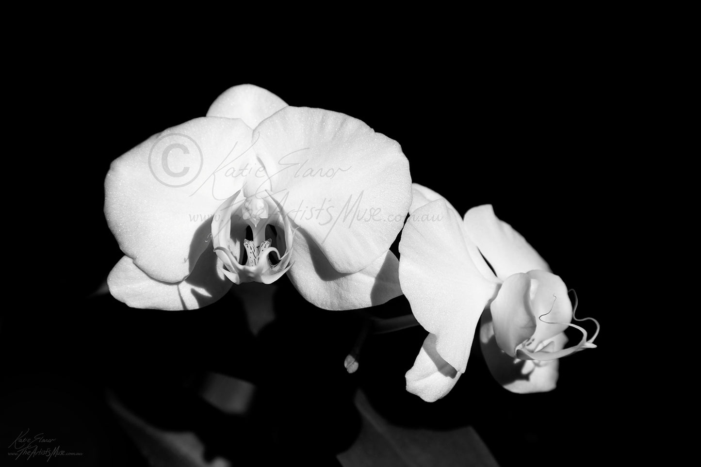 Orchid (0539) Canvas Prints