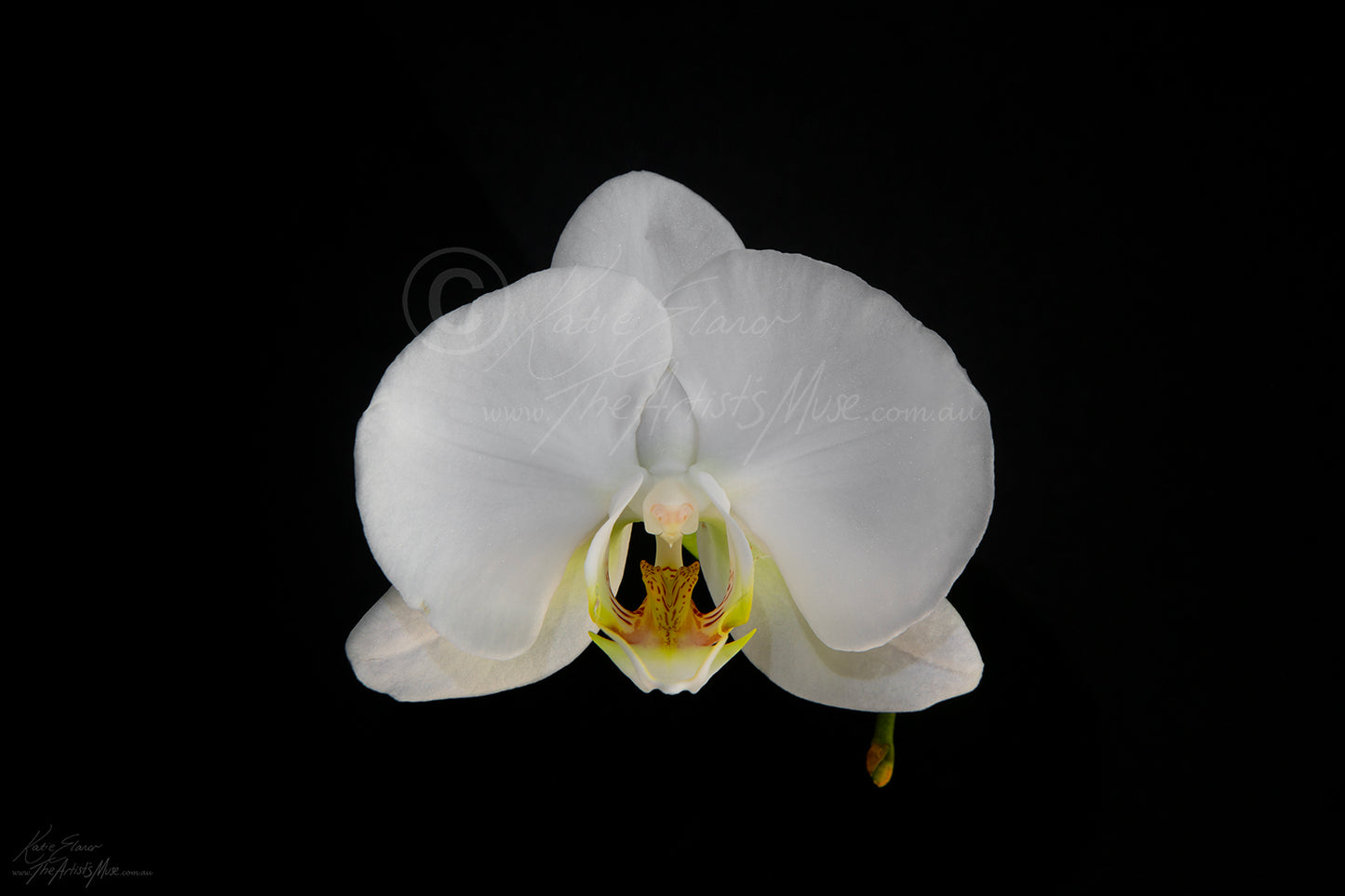 Orchid (0771) Canvas Prints