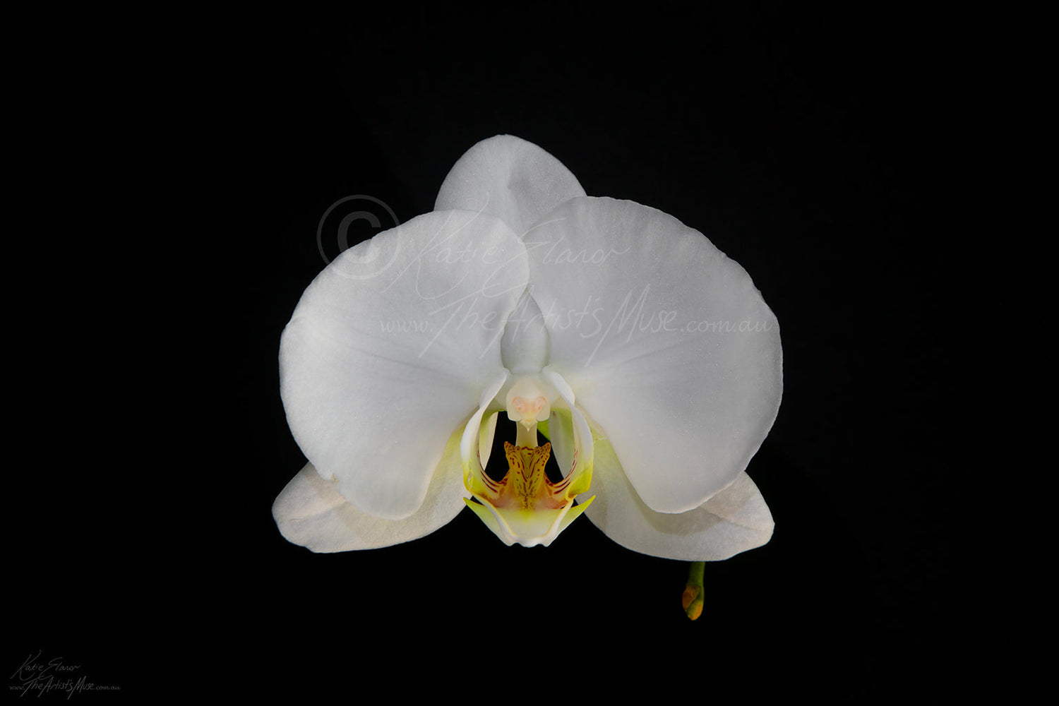 Photography- Plants and Nature