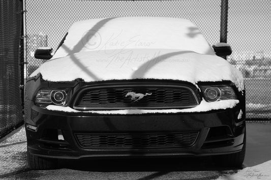 Snow Mustang (0114) Canvas Prints