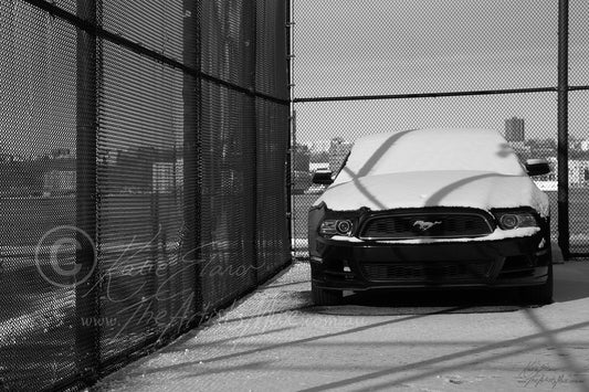Snow Mustang (0127) Canvas Prints