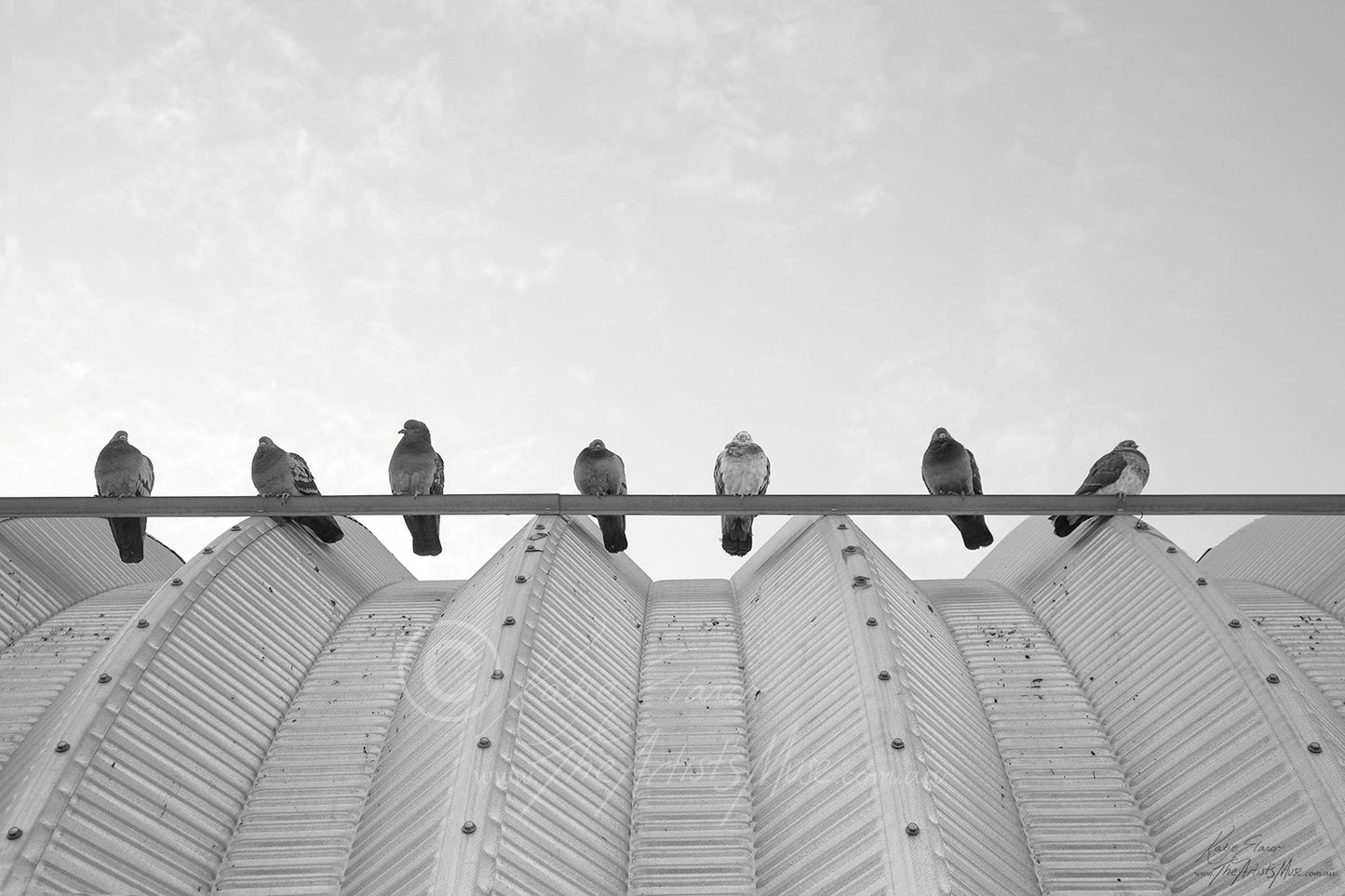 The Pigeon Assembly (0143) Canvas Prints
