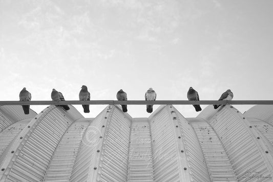 The Pigeon Assembly (0143) Canvas Prints