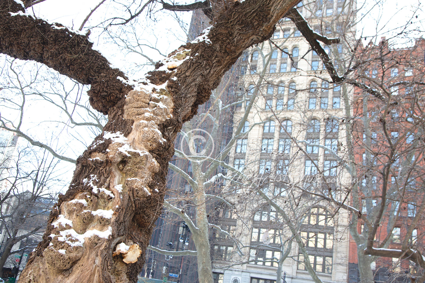 Central Park beauty