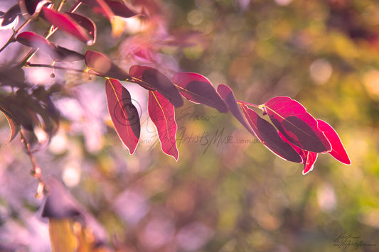 leaves Dancing (0303) Canvas Prints