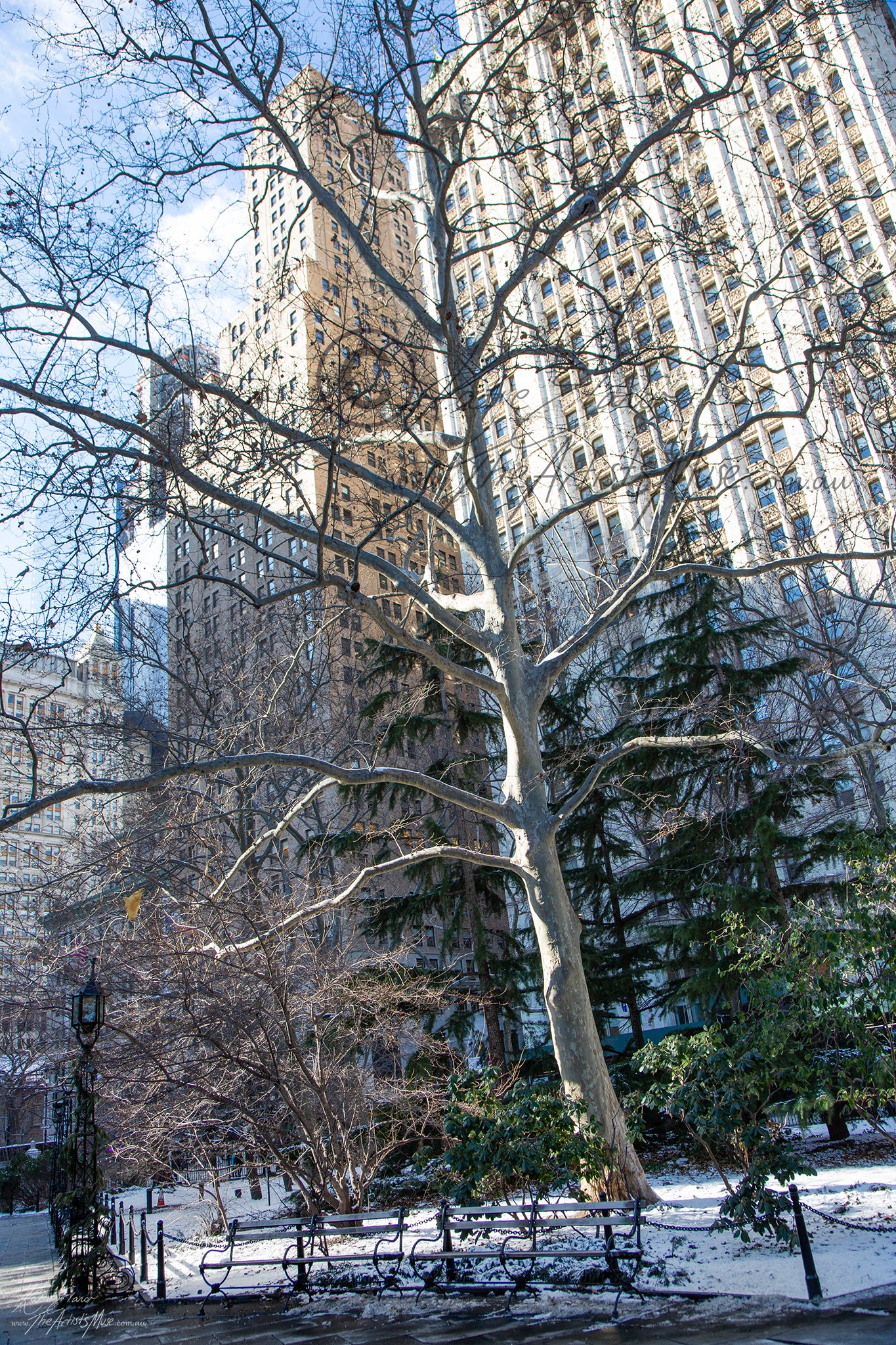 NY from Central Park