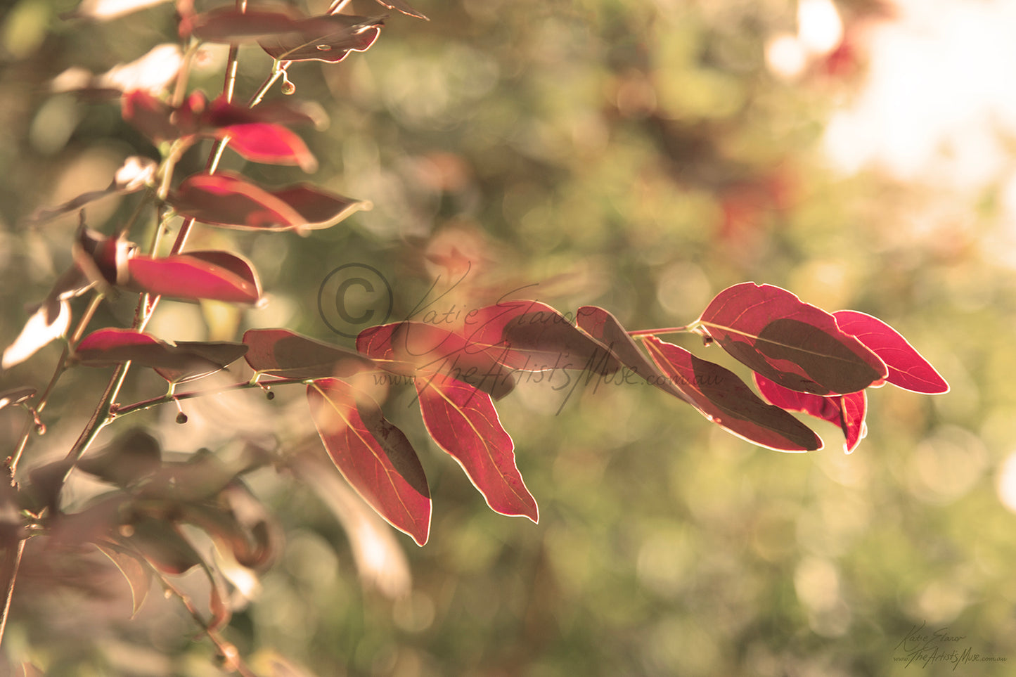 leaves Dancing (0318) Canvas Prints