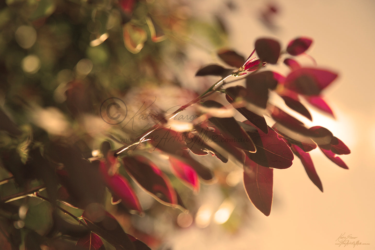 leaves Dancing (0356) Canvas Prints
