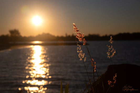 Landscape- Sunset Reeds