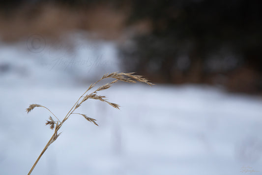 Fleeting (0481) Canvas Prints