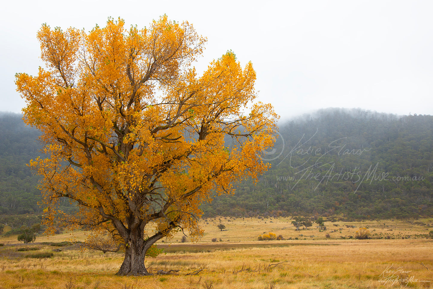 Landscape- Golden Tree