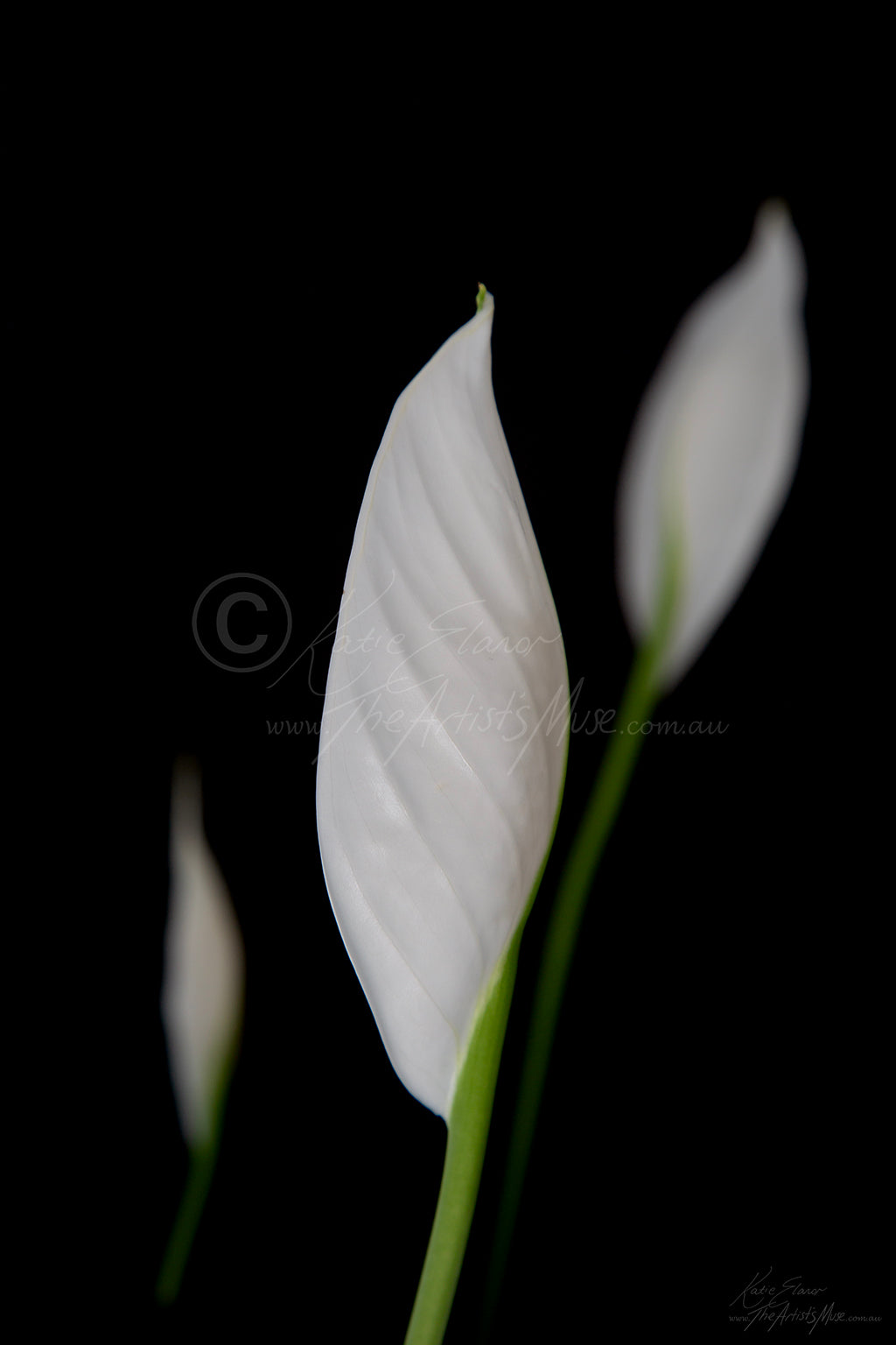 Peace Lily (0762) Canvas Prints
