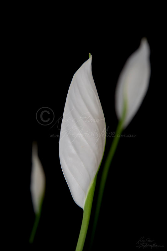 Peace Lily (0762) Canvas Prints