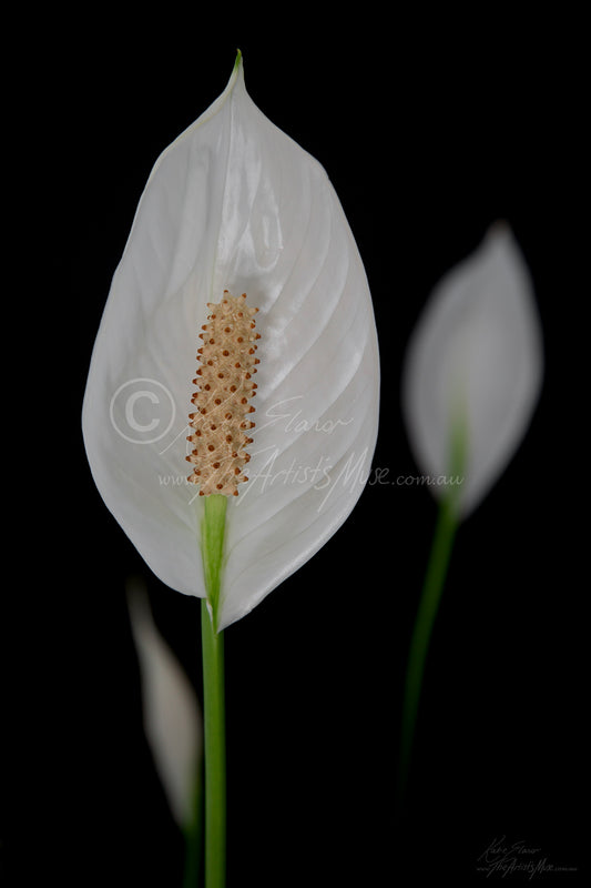Peace Lily (0756) Canvas Prints